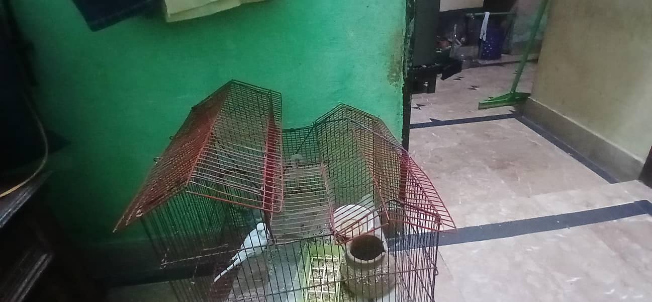 آسٹریلین طوطوں کی جوڑی بمعہ پنجرہ برائے فروخت 2