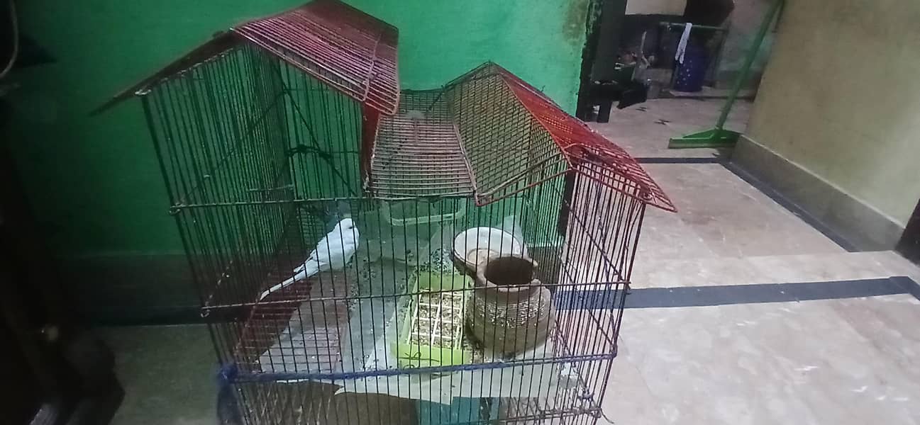 آسٹریلین طوطوں کی جوڑی بمعہ پنجرہ برائے فروخت 3
