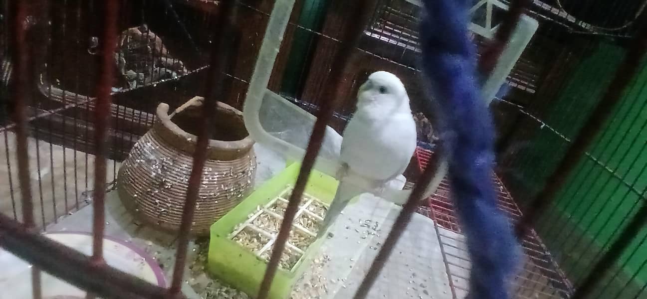 آسٹریلین طوطوں کی جوڑی بمعہ پنجرہ برائے فروخت 5