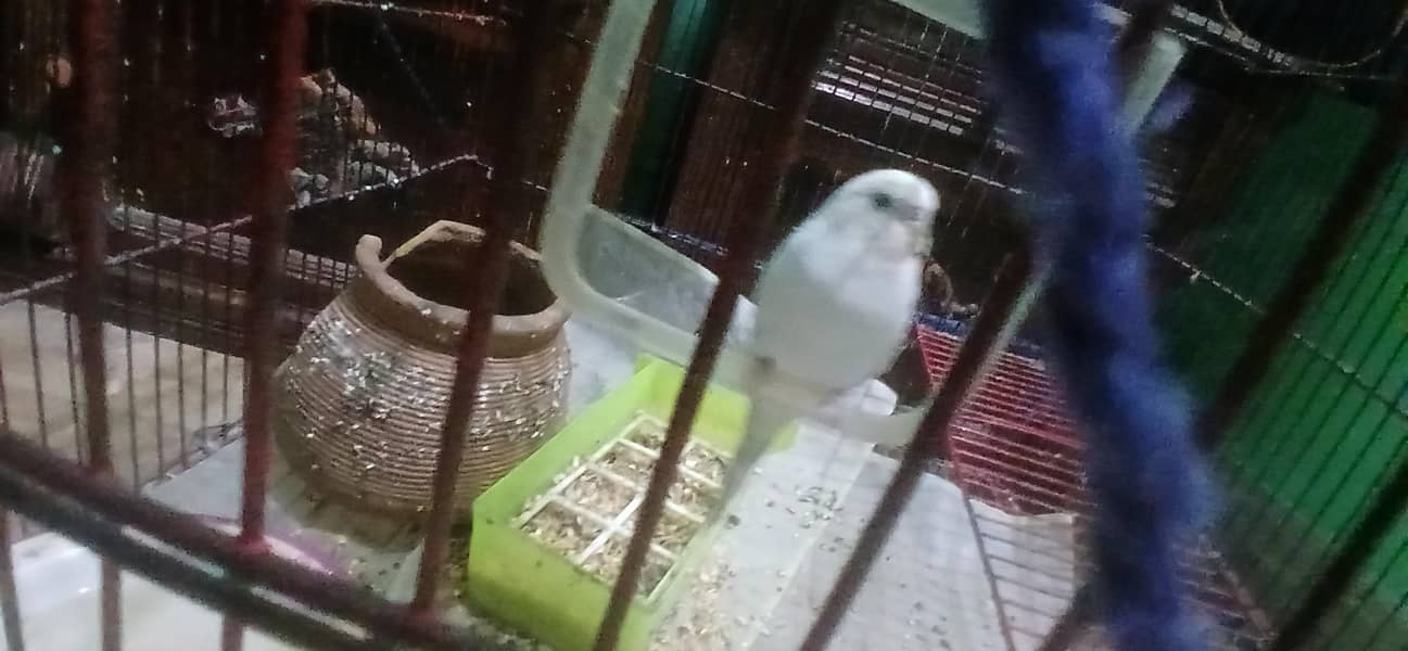 آسٹریلین طوطوں کی جوڑی بمعہ پنجرہ برائے فروخت 6