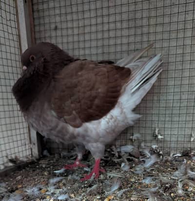 king breeder male