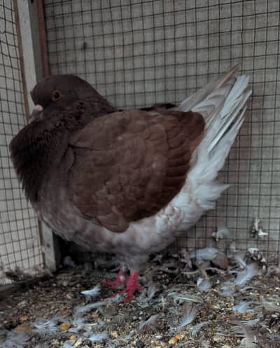 king breeder male