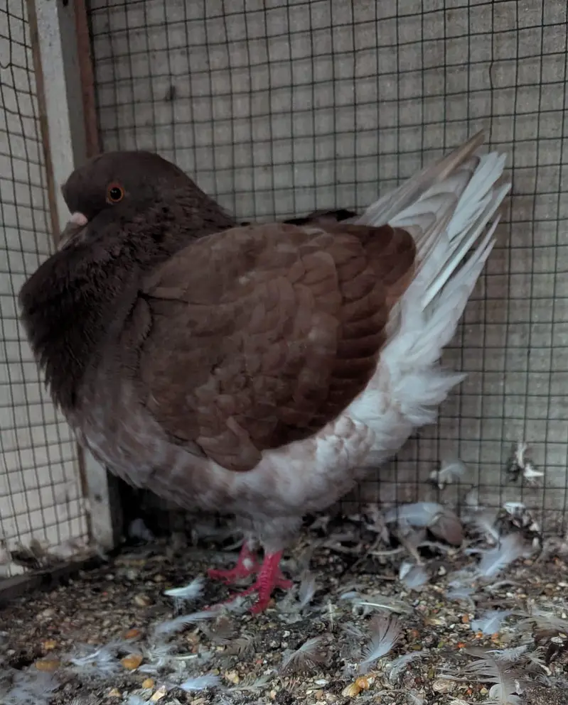 king breeder male — photo 2