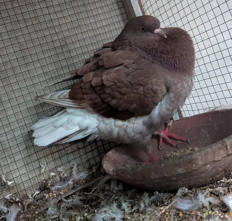 king breeder male — photo 3
