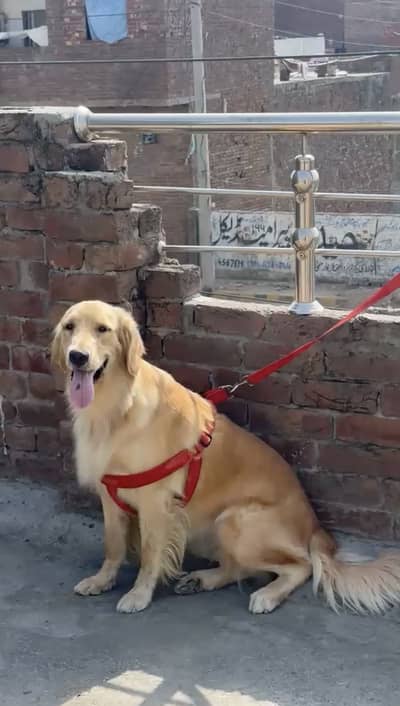 Golden Retriever Female