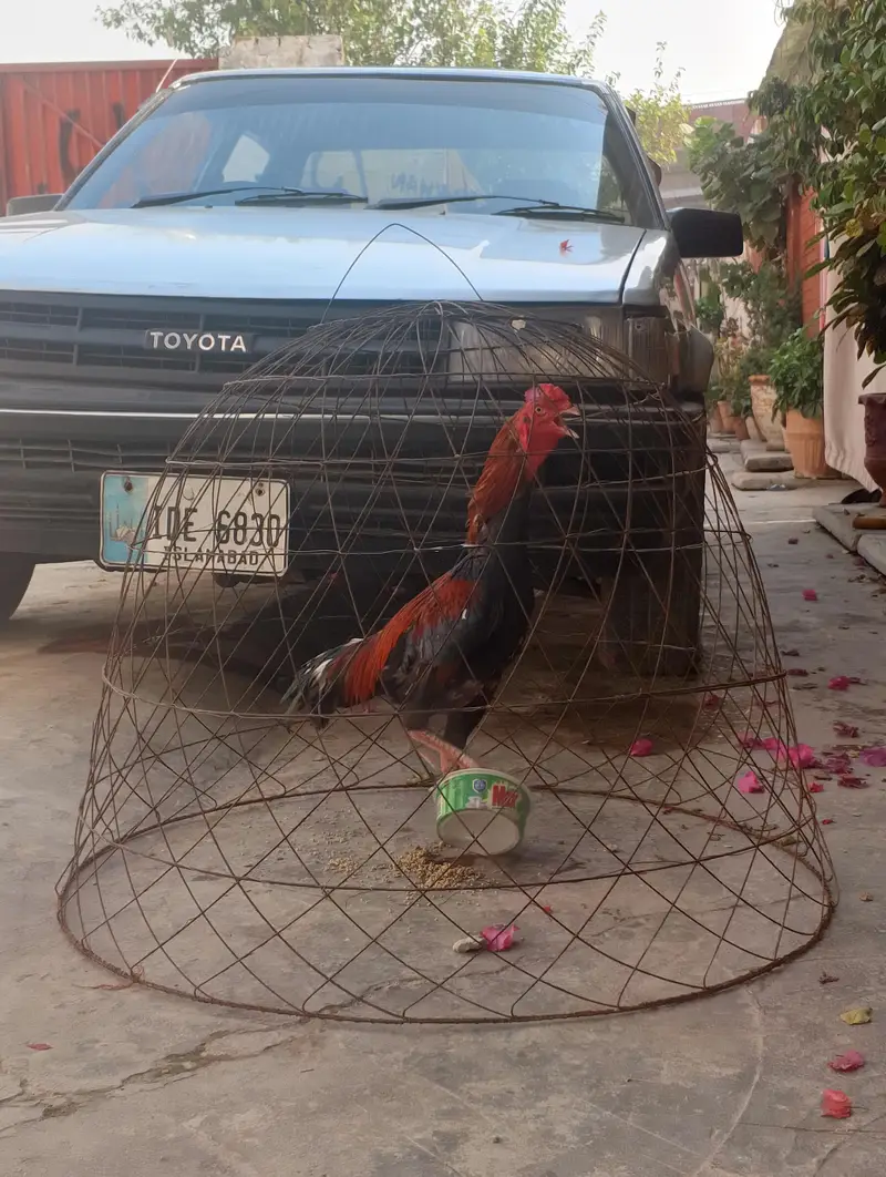 aseel lakha for sale — photo 3