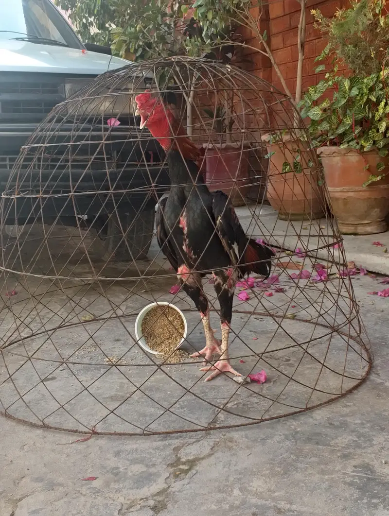 aseel lakha for sale — photo 4