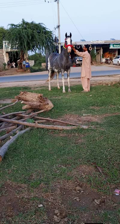 Top Class Pregnant Highted Mare Available