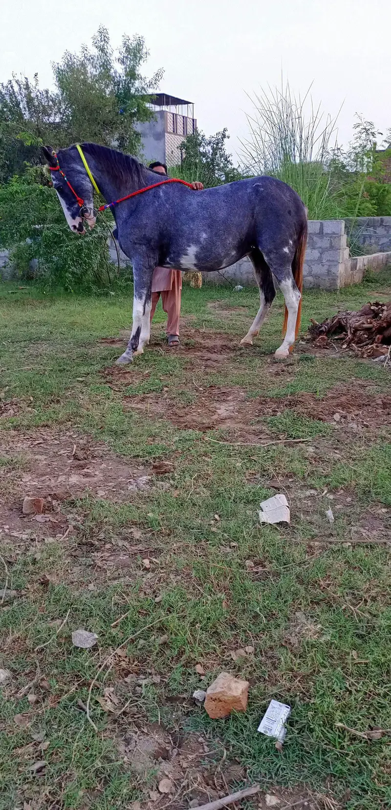 Top Class Pregnant Highted Mare Available — photo 2