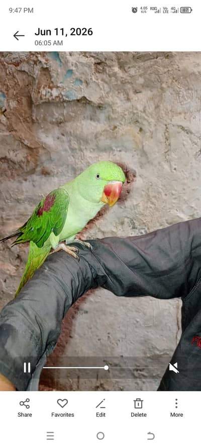 Raw Parrot (0306 / 700 / 1649)