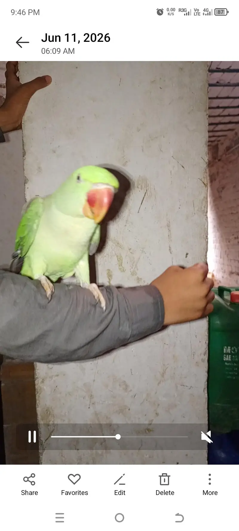 Raw Parrot (0306 / 700 / 1649) — photo 2