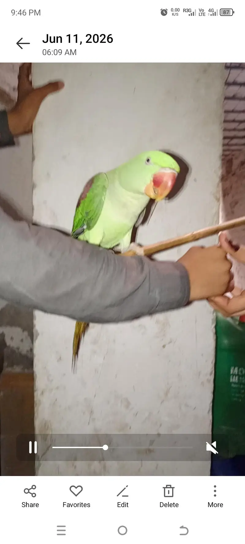 Raw Parrot (0306 / 700 / 1649) — photo 3