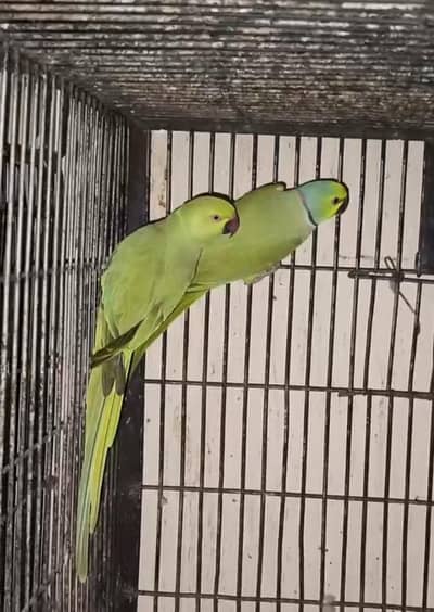 talking plus breeder