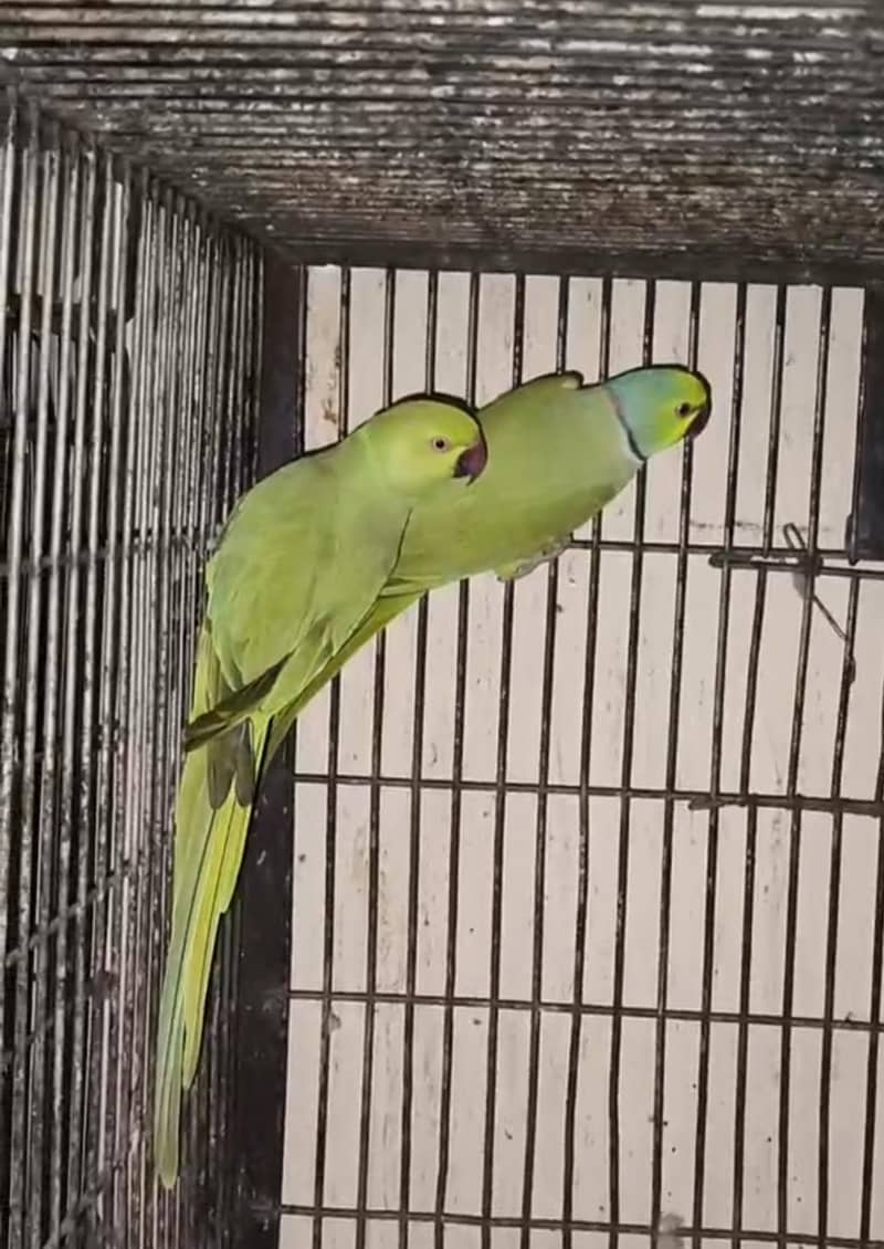 talking plus breeder 0