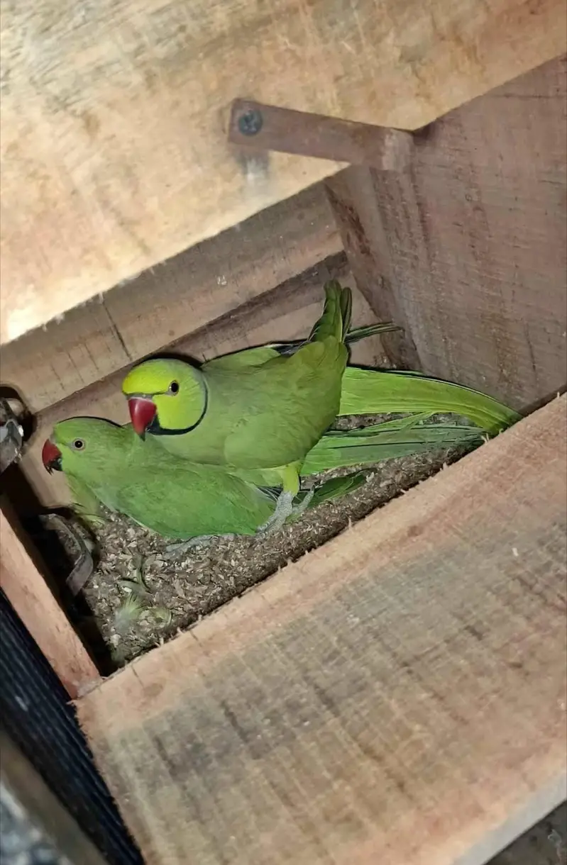 talking plus breeder — photo 2