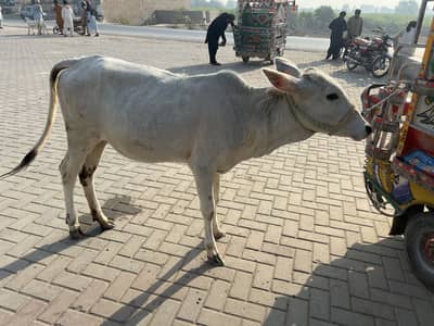 Desi dajal looking for new home