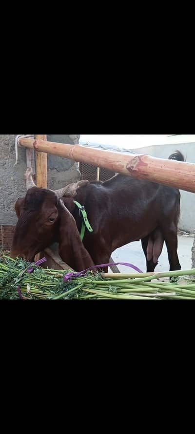Kamori Dodh Wali + Gabban Bakri For Sale 03162918168