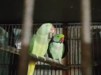 Raw parrots pair