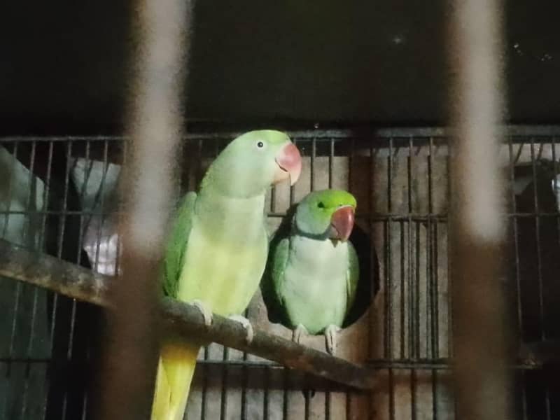 Raw parrots pair 0