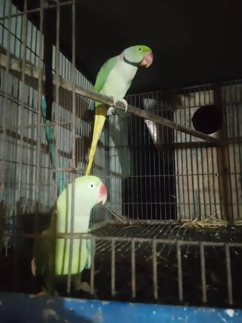 Raw parrots pair — photo 2