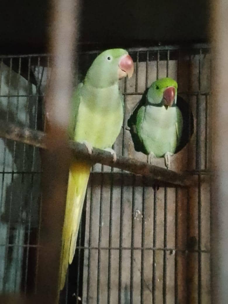 Raw parrots pair 2