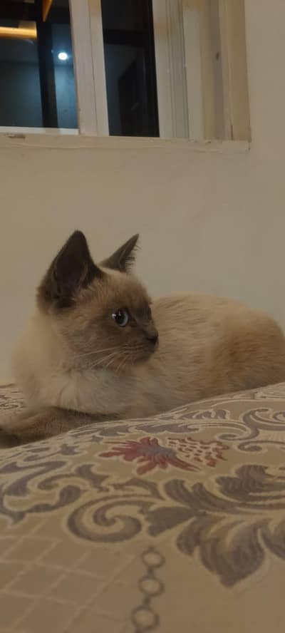 Siamese Male