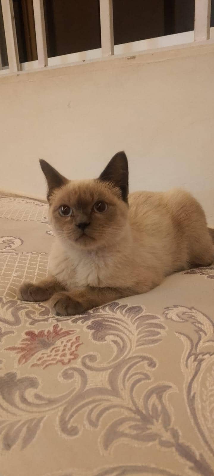 Siamese Male 1