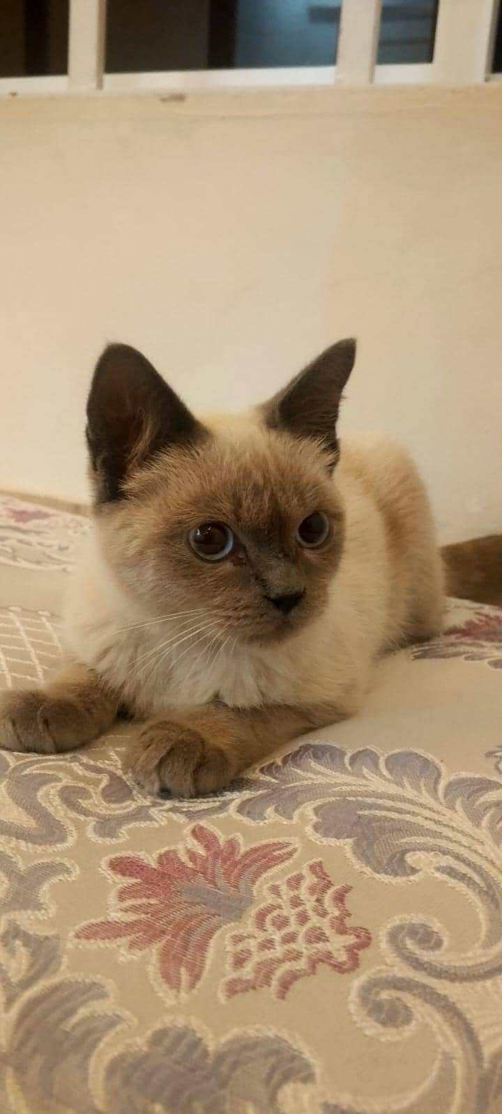 Siamese Male 2