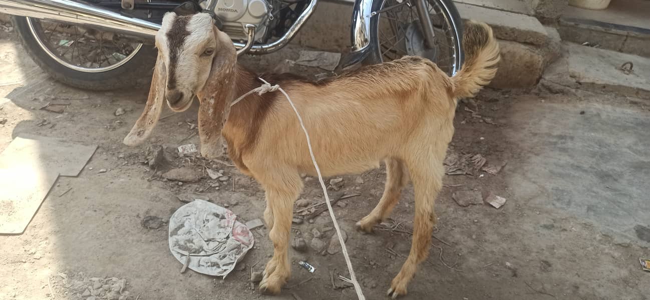 Bakra k bacha 0