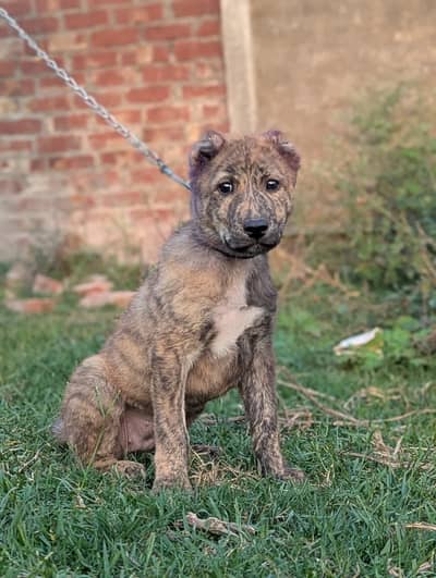 Pure afghan kuchi female