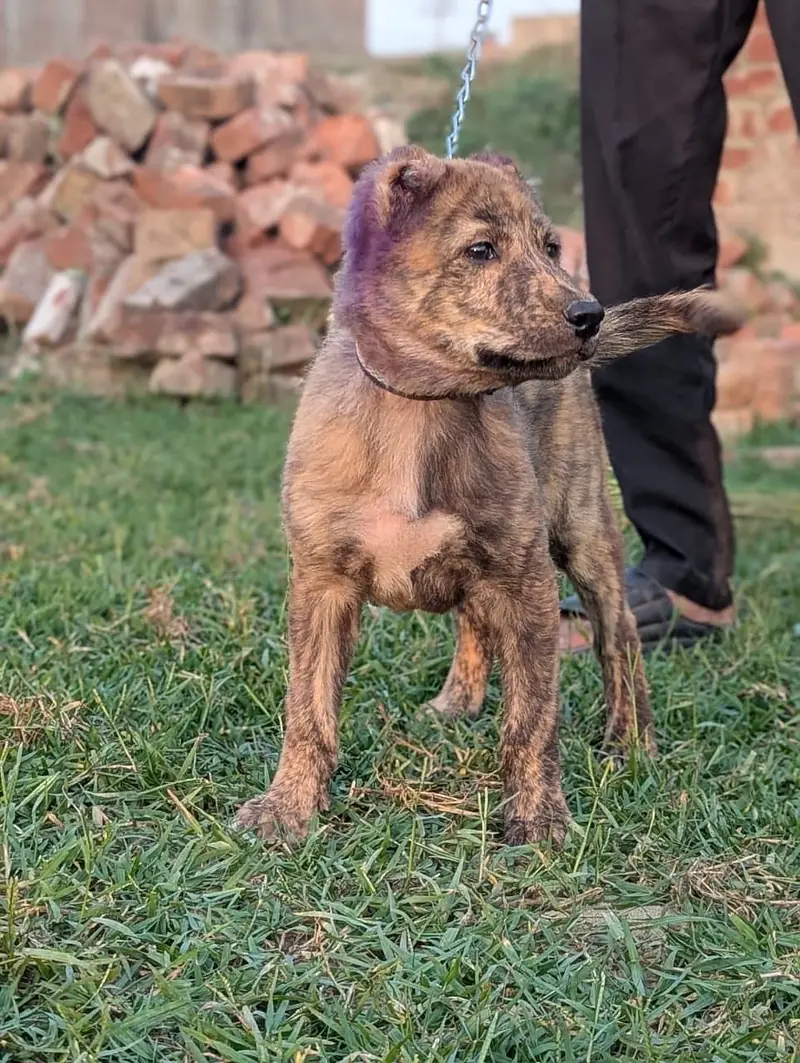 Pure afghan kuchi female — photo 3
