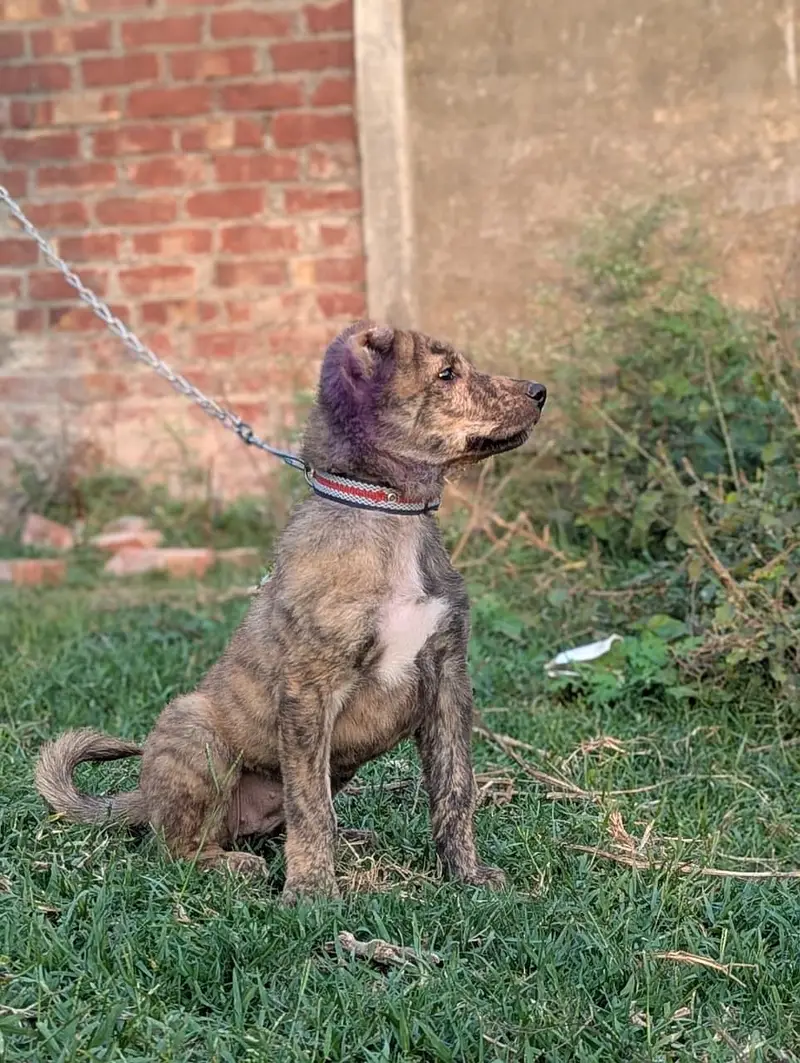 Pure afghan kuchi female — photo 4