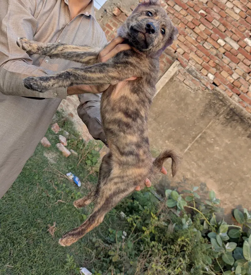 Pure afghan kuchi female — photo 5