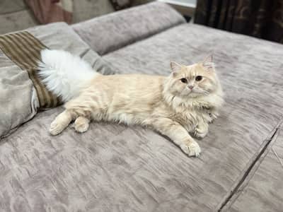 Beautiful Male Cat Persian with Gift
