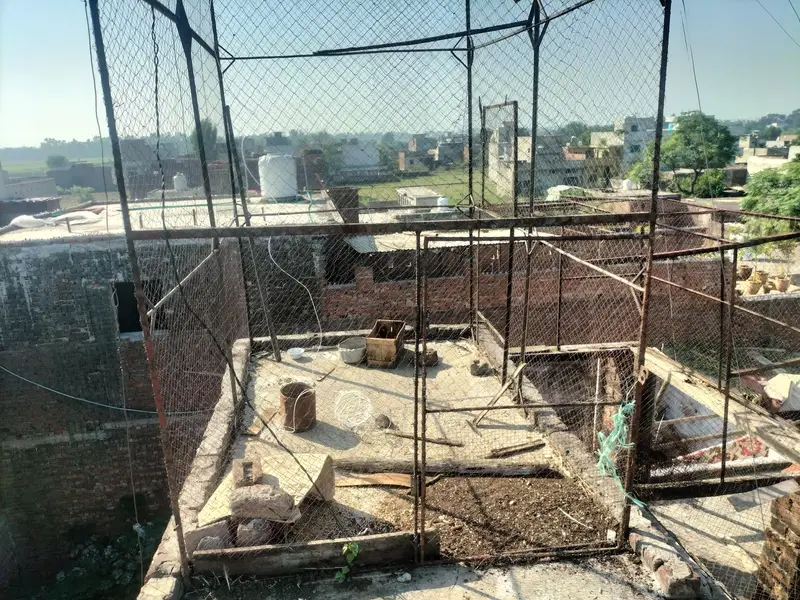 pigeon cage — photo 3