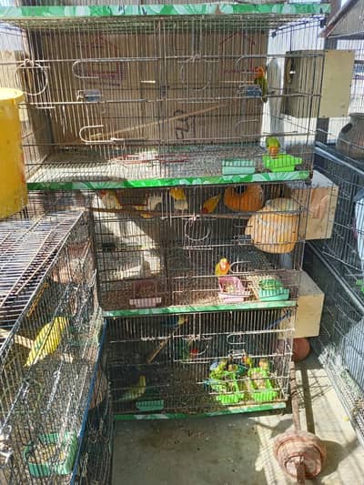 parrot love bird and Australian