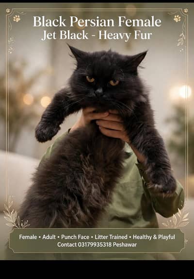 Black Persian female jet Black