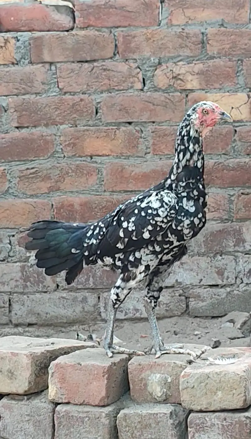 Thai Female — photo 2