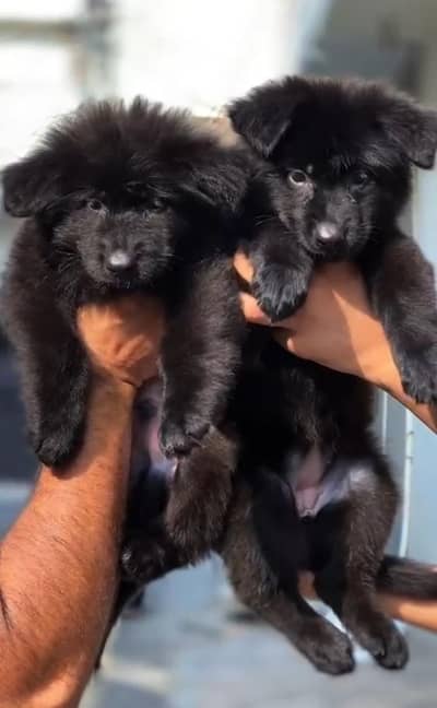 German shepherd pedigree pair