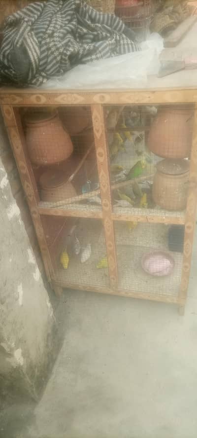 Australian Budgies for Sale