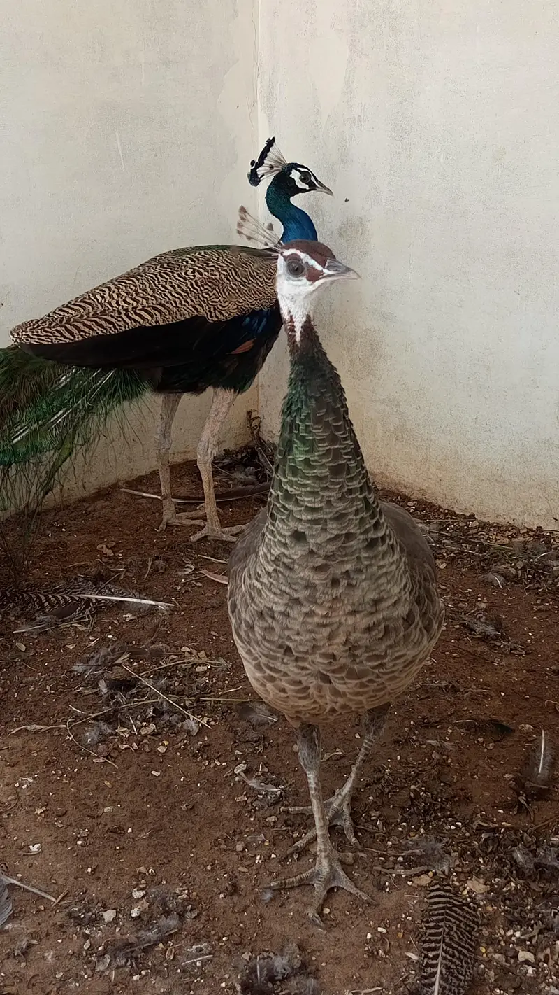 peacock pair for sale