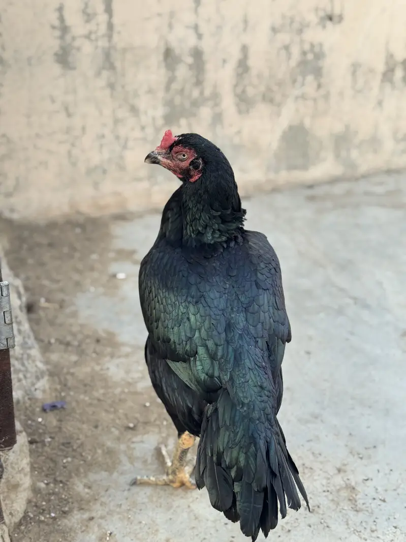 High quality lasani trio — photo 4