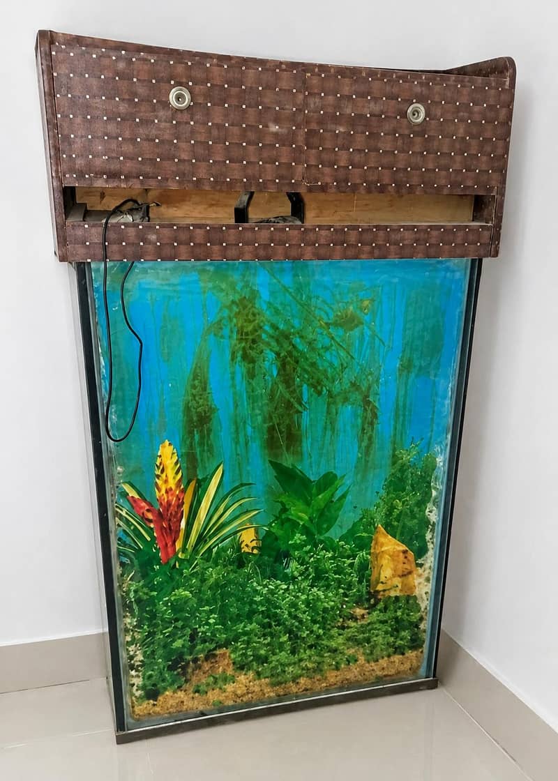 fish aquarium 2