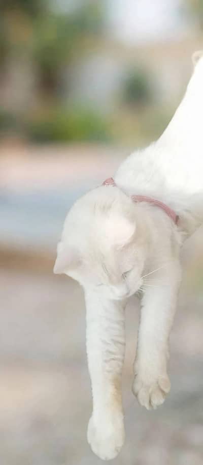 Cat for sale