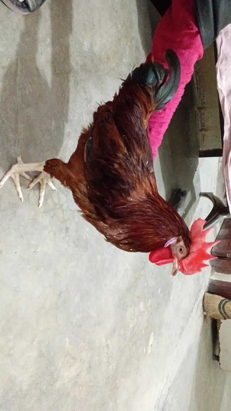 Deesi murghay ghar k Dono sale krnay han. ak chahye to bhi mil jay ga. — photo 3