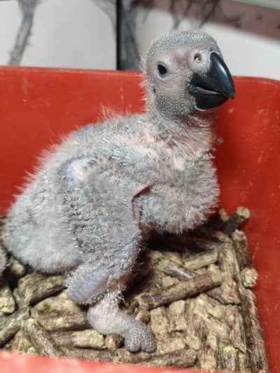 GREY Parrot  Congo size finger missing