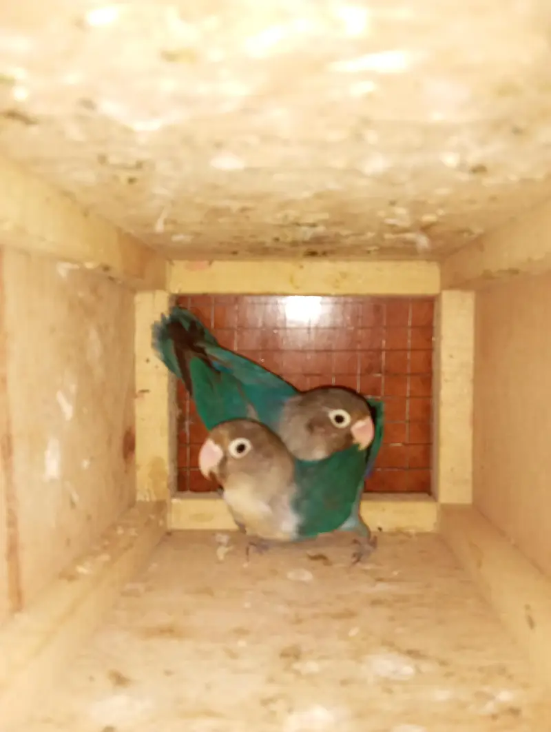 love bird breeder pairs for sale — photo 2