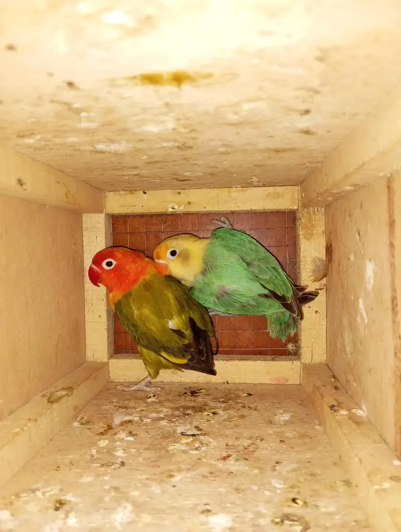 love bird breeder pairs for sale — photo 3