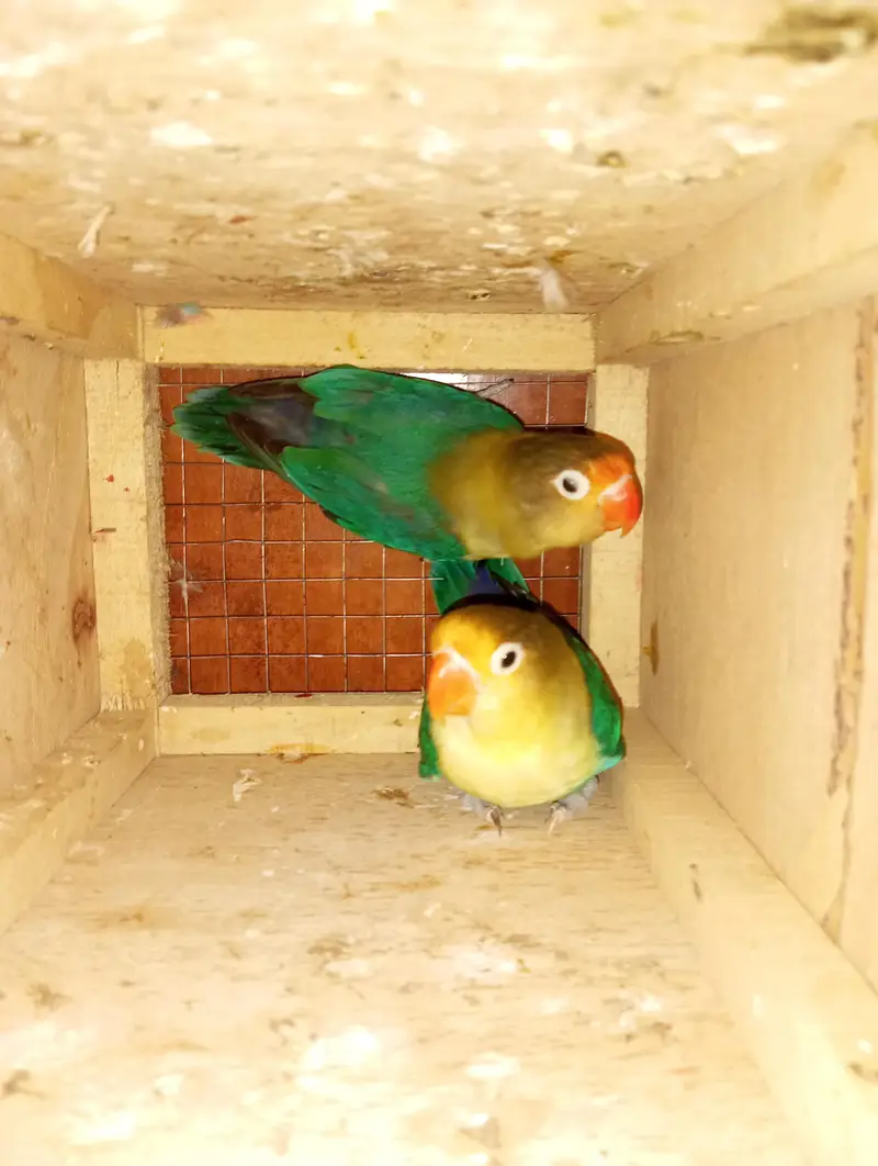 love bird breeder pairs for sale — photo 4