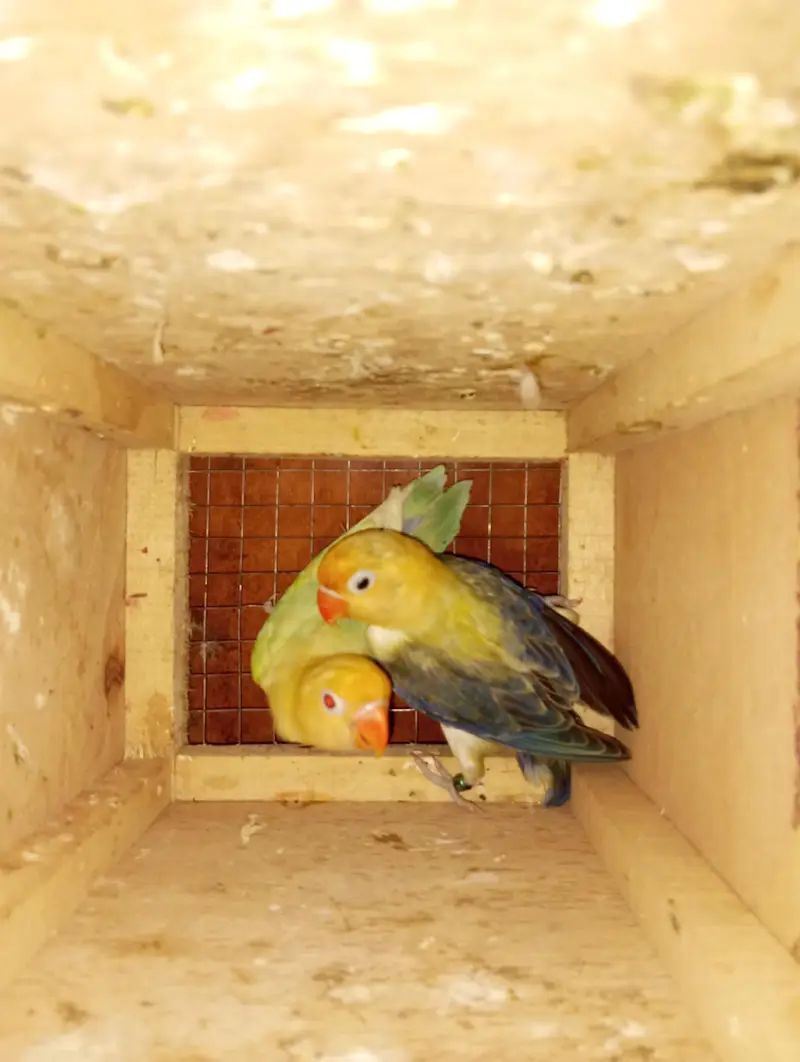 love bird breeder pairs for sale — photo 5